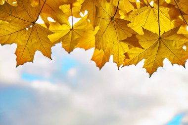 Gökyüzü üzerinde arka plan ile turuncu akçaağaç yaprakları