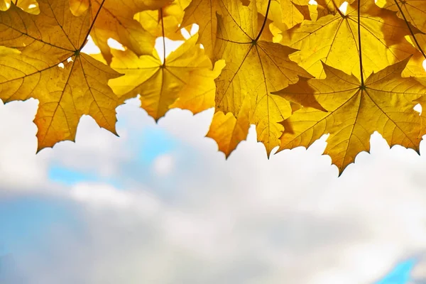 Gökyüzü üzerinde arka plan ile turuncu akçaağaç yaprakları