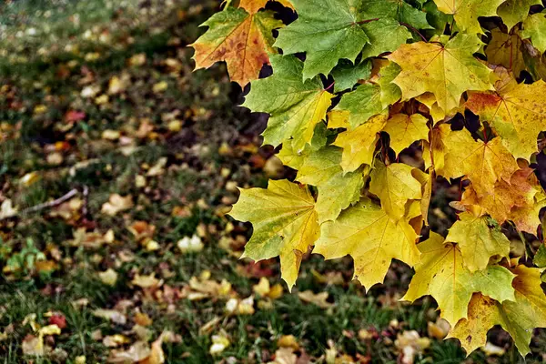 Paesaggio autunnale con foglie d'acero multicolore che crescono sull'albero — Foto Stock