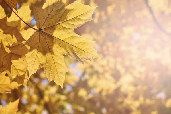 Hojas de arce naranja iluminadas por los rayos del sol — Foto de Stock