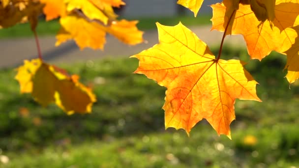 Žluté javorové listy osvětlené být slunce ve městě — Stock video