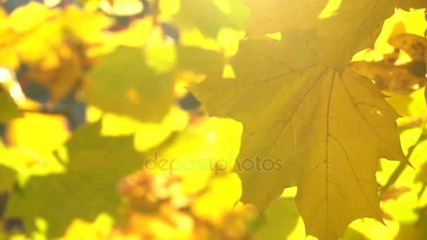 Otoño hojas de arce balanceándose en el viento con el sol brillando a través de ellos — Vídeos de Stock