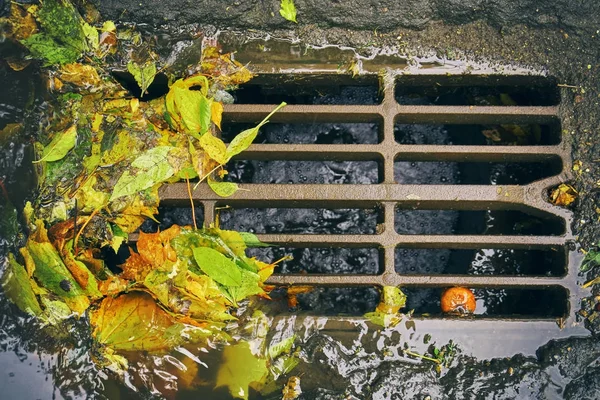 Riool rooster met gevallen bladeren na de herfst regen — Stockfoto