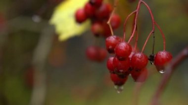 Su damlaları ile sonbahar ashberry