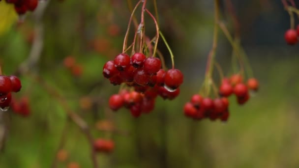 Soğuk sonbahar yağmur sonra olgun rowanberry — Stok video