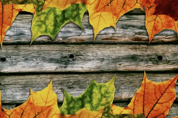 Folhas de bordo em fundo de madeira — Fotografia de Stock