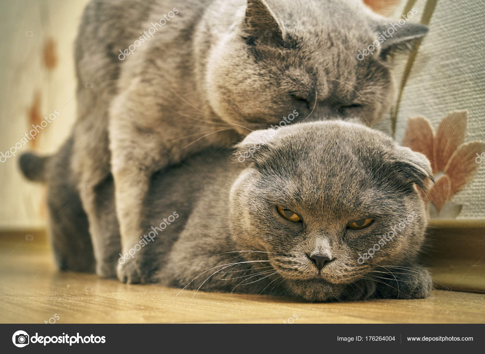 Gatti Di Razza Nellatto Di Accoppiamento Al Chiuso Foto Stock