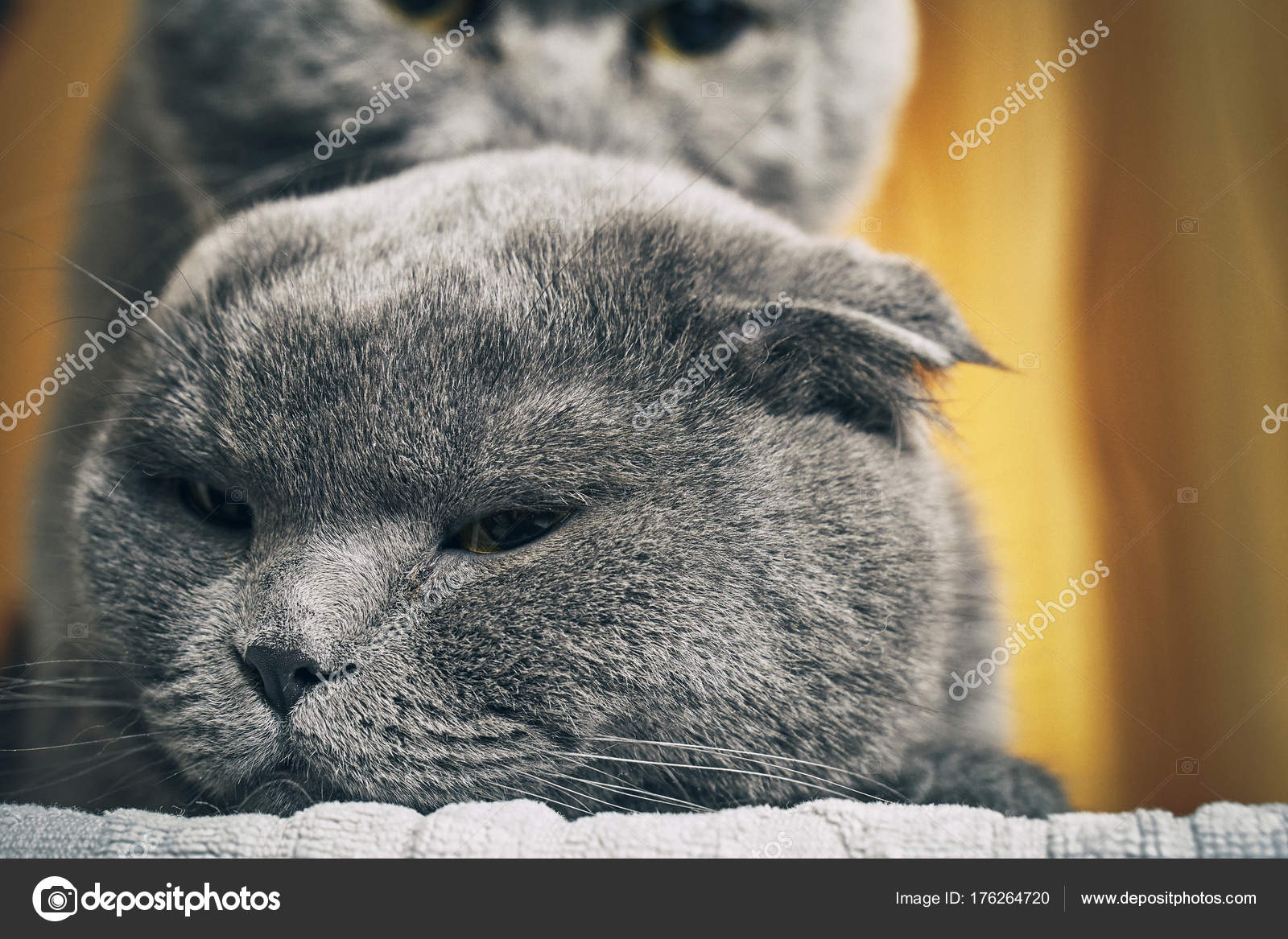 Teste Dei Gatti Di Razza Accoppiamento Close Up Foto Stock
