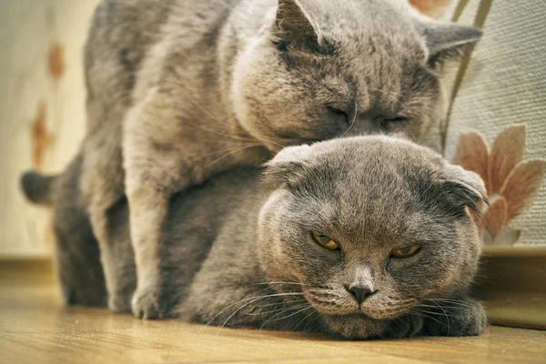 Purebred cats in act of mating indoors — Stock Photo, Image