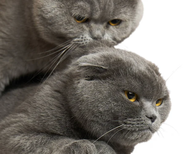 Gatos estão acasalando isolados em branco — Fotografia de Stock