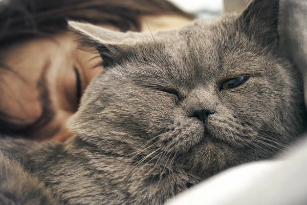 British Short Hair Cat Lying Sleeping Woman — Stock Photo, Image