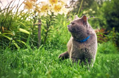 Akşam yaz bahçesinde erkek purebred kedi