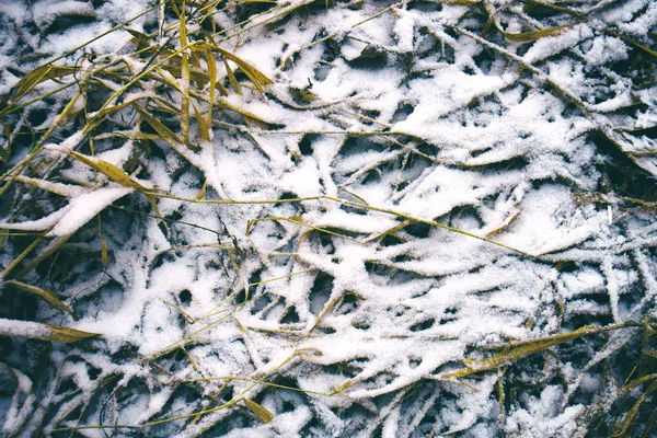 Kışın kar altında kuru ot — Stok fotoğraf