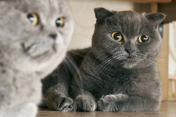 Cats sitting under a bed in mating period — Stock Photo, Image