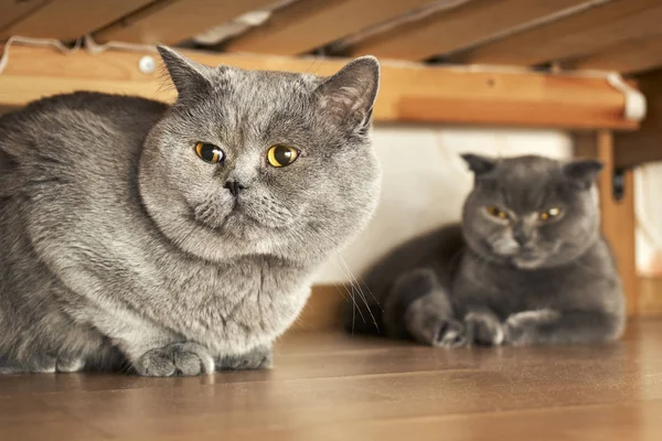 Cats sitting under a bed in mating period — Stock Photo, Image
