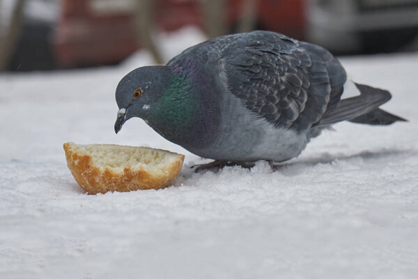 Pigeon eating a piece of bread on the snow