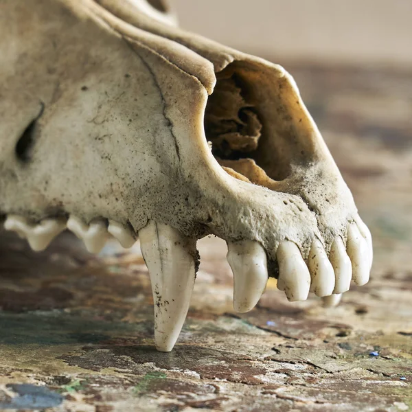 Animal jaw bone Stock Photos, Royalty Free Animal jaw bone Images |  Depositphotos