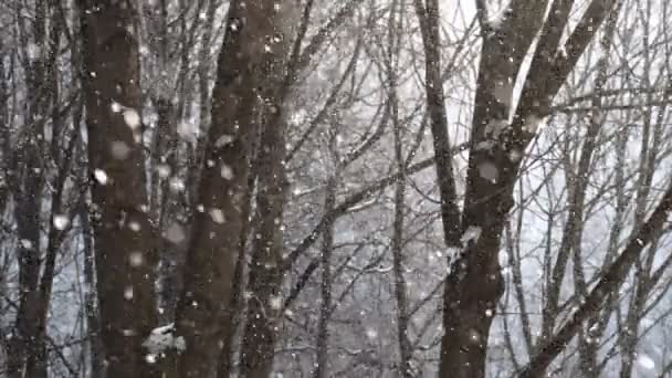 Chute de neige en hiver — Video