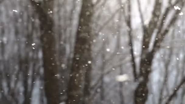 Flocos de neve caindo em câmera lenta com árvores no fundo — Vídeo de Stock