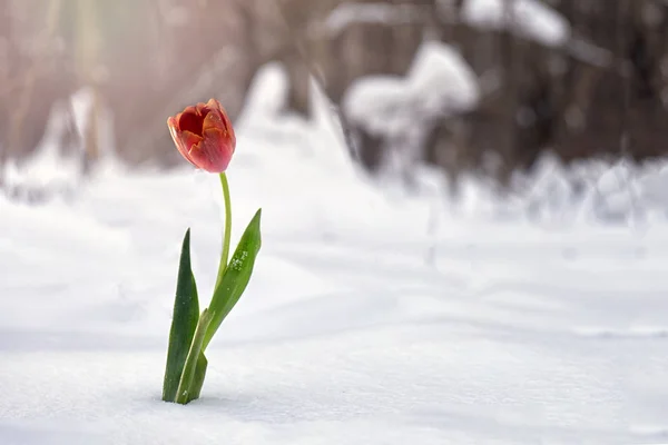 Tulipa vermelha crescendo na neve na floresta de inverno — Fotografia de Stock