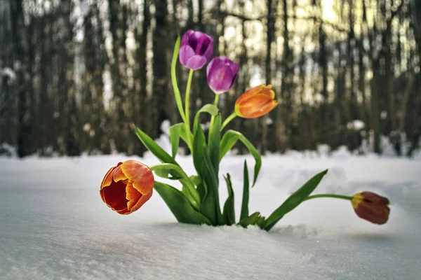 겨울 숲에 눈 더미에 성장 하는 꽃 — 스톡 사진