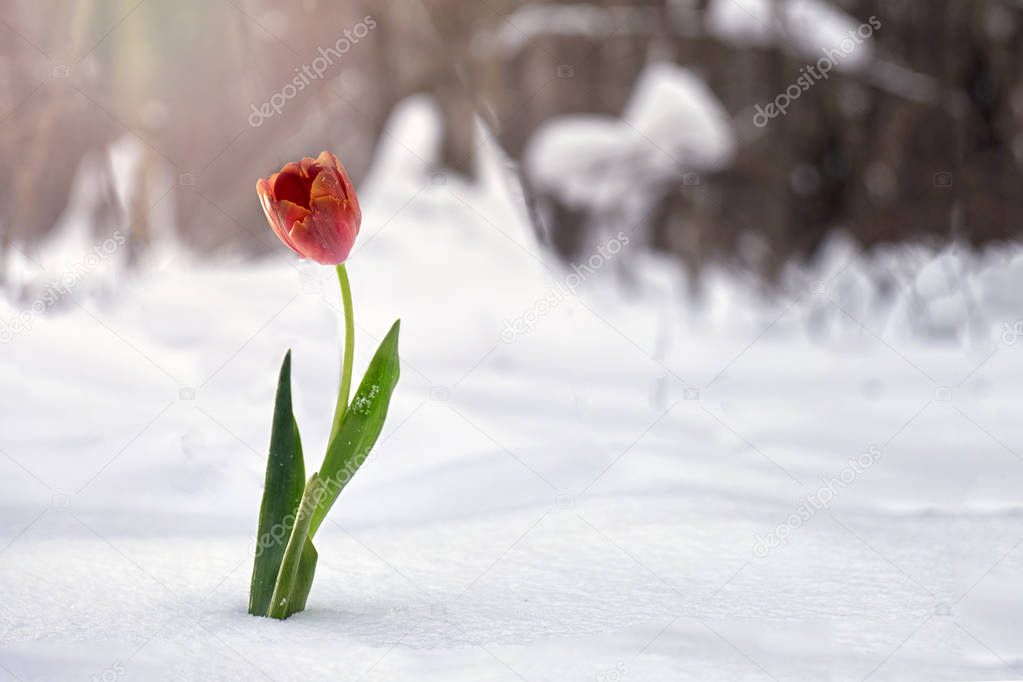 Red tulip growing in snow in winter forest