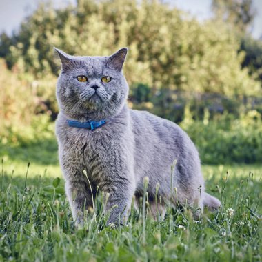 Purebred kedi pire tasması yeşil çim açık havada giyiyor