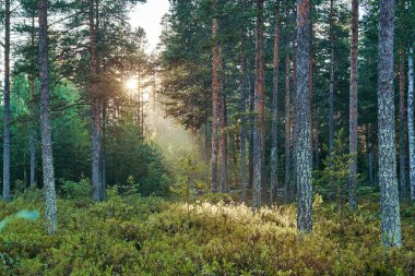 Çam yaz ormanında gün doğumu
