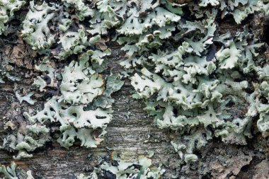 Eski ahşap çit makro fotoğrafında yosun var.