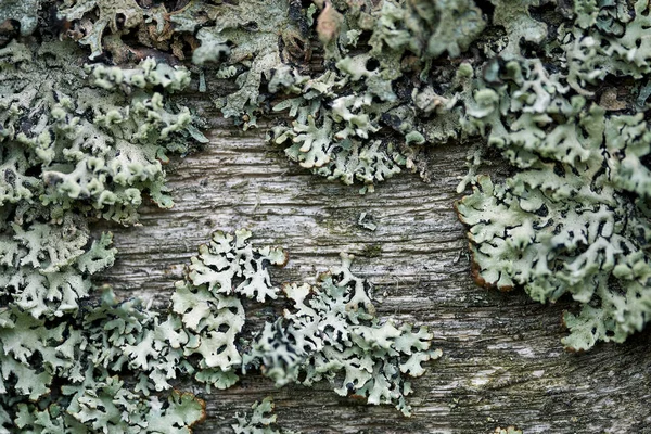 stock image Moss on the old wooden fence macro photo