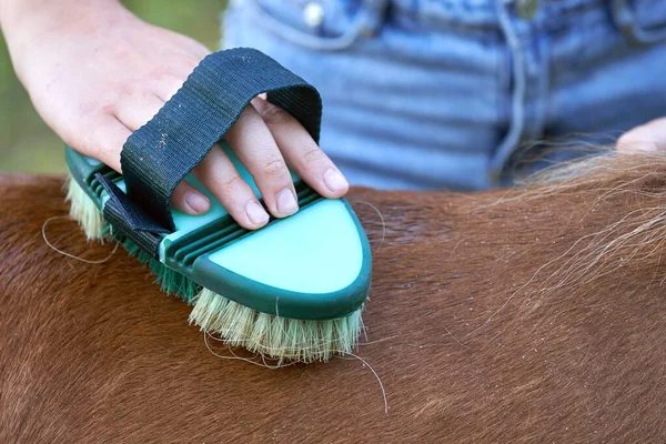 Дівчина-підліток чистить спину поні коня крупним планом — стокове фото