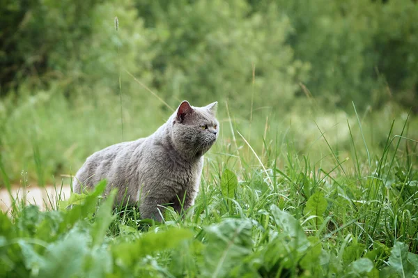 Britânico cabelo curto masculino gato caça no verde grama ao ar livre — Fotografia de Stock