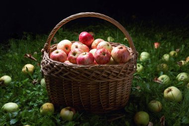 Çimlerin üzerinde taze olgun elmalarla dolu saman sepeti. Düşmüş elmalarla çevrili.