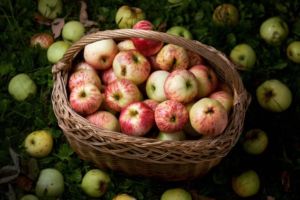 Cesta de palha cheia de maçãs maduras frescas na grama verde cercada por maçãs caídas — Fotografia de Stock