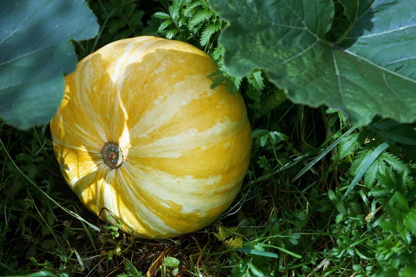 Big pumpkin growing in the garden in summer — ストック写真