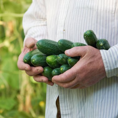 Serada bahçıvanın ellerinde olgun salatalıklar