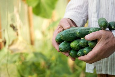 Serada bahçıvanın ellerinde olgun salatalıklar