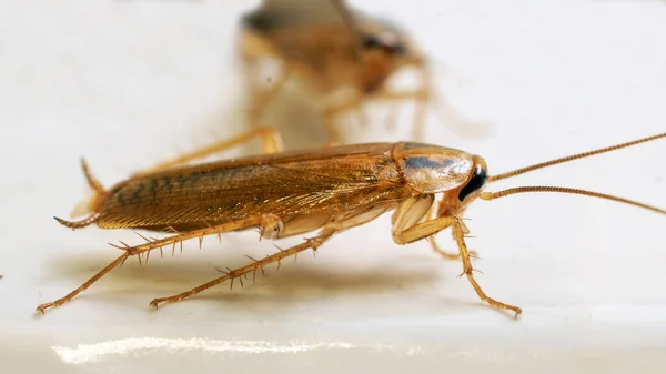 Makrofoto einer erwachsenen roten Kakerlake lebendig auf weißer Oberfläche. — Stockfoto