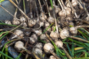Topraktan yeni çıkarılmış kirli sarımsak soğanları.