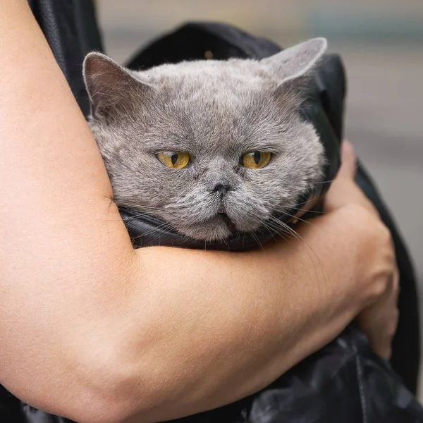 Woman carries in a bag a sick cat to the vet clinic — Stock Photo, Image