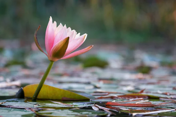Жахлива квітка лотоса, що розквітає в ставку — стокове фото