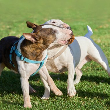 Dışarıda birbirleriyle oynayan koşumlu iki boğa teriyeri.