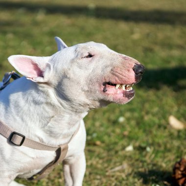 Beyaz teriyer yeşil çimlerde büyük dişlerini gösteriyor.