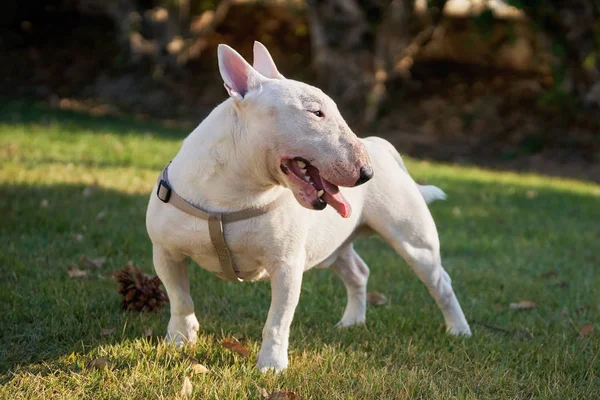 White bull terrier in a harness standing on green grass outdoors in summer day — Stock Photo, Image