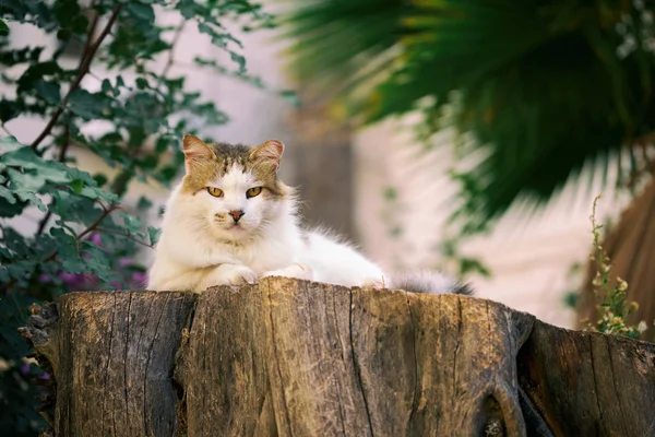 Gato branco fofo deitado em um toco de árvore ao ar livre — Fotografia de Stock