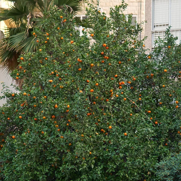 Background with a big tangerine tree between dwelling buildings on Haifa street — Stock Photo, Image
