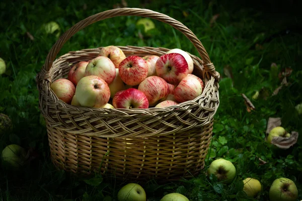 Maçãs maduras em cesta de palha na grama verde cercada por maçãs caídas — Fotografia de Stock