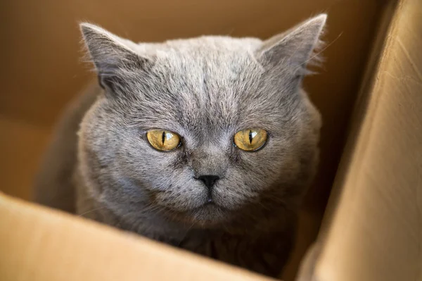 British Short Hair Gray Cat Sitting Box — Stock Photo, Image