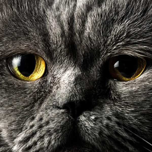 Portrait Grey Male British Short Hair Cat Orange Eyes Extreme — Stock Photo, Image