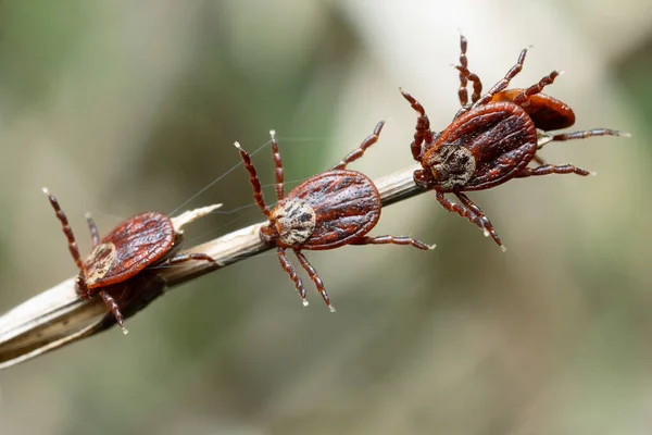 Grupo Garrapatas Ixódicas Están Sentados Hierba Seca Aire Libre Primavera —  Fotos de Stock